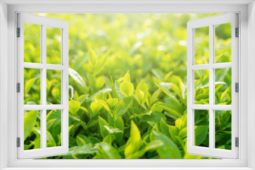Fototapeta Naklejka Na Ścianę Okno 3D - Green tea buds and leaves at early morning on plantation
