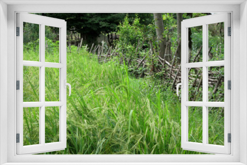 Fototapeta Naklejka Na Ścianę Okno 3D - Green paddy rice field spring. Organic rice fields or paddy field Surrounded by trees. Rural farmland in spring. Nature background.