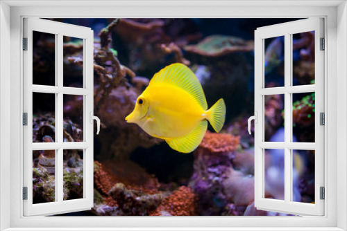 Fototapeta Naklejka Na Ścianę Okno 3D - Zebrasoma flavescens in Home Coral reef aquarium. Selective focus. 