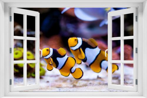 Fototapeta Naklejka Na Ścianę Okno 3D - Nemo fish. Amphiprion in Home Coral reef aquarium. Selective focus.