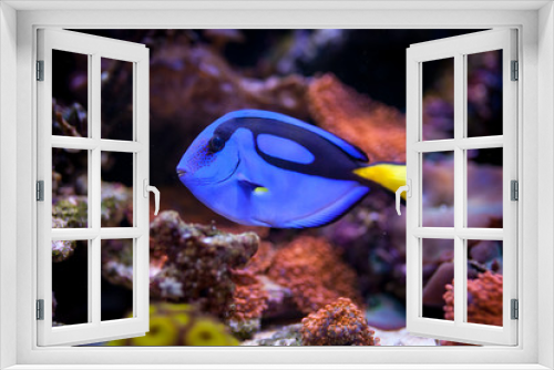 Fototapeta Naklejka Na Ścianę Okno 3D - Paracanthurus hepatus, Blue tang in Home Coral reef aquarium. Selective focus