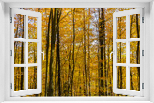 Fototapeta Naklejka Na Ścianę Okno 3D - Autumn in a beech forest