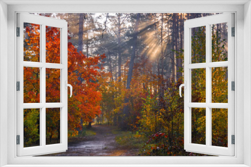 Fototapeta Naklejka Na Ścianę Okno 3D - Autumn forest. Nice morning walk in nature. Autumn painted trees with its magical colors. Sunlight shines in the branches of trees.