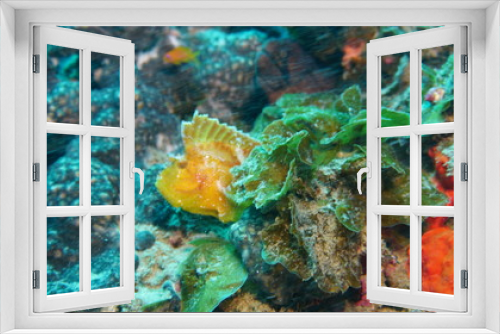 Fototapeta Naklejka Na Ścianę Okno 3D - amazing underwater world - fish