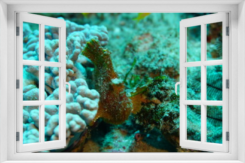 Fototapeta Naklejka Na Ścianę Okno 3D - amazing underwater world - fish