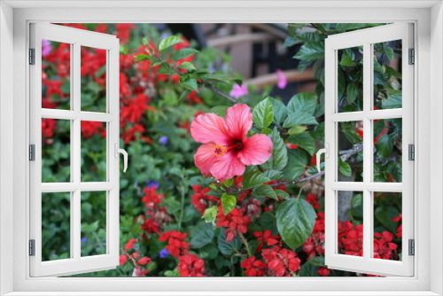 Fototapeta Naklejka Na Ścianę Okno 3D - Flores varias 
