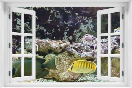 Fototapeta Naklejka Na Ścianę Okno 3D -  enter the world of fish and corals