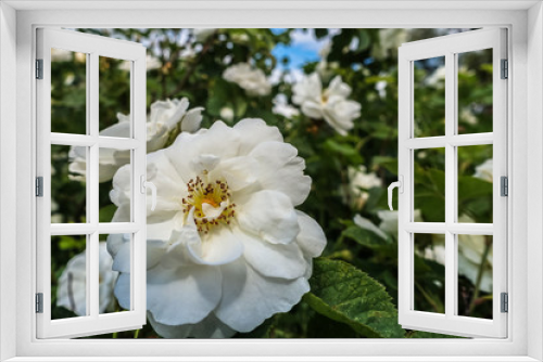 Fototapeta Naklejka Na Ścianę Okno 3D - rose bush, white rose flower with a yellow middle in close-up, the center of the flower is sharp