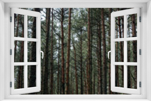 Fototapeta Naklejka Na Ścianę Okno 3D - trees in forest
