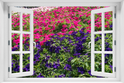 Fototapeta Naklejka Na Ścianę Okno 3D - Purple, Fuschia and Pink Flowers