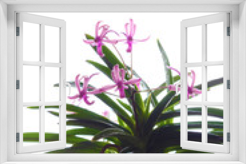 Fototapeta Naklejka Na Ścianę Okno 3D - purple pink orchid, light background