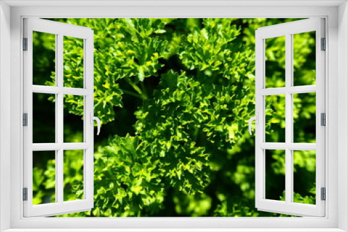 Fototapeta Naklejka Na Ścianę Okno 3D - green parsley in the garden