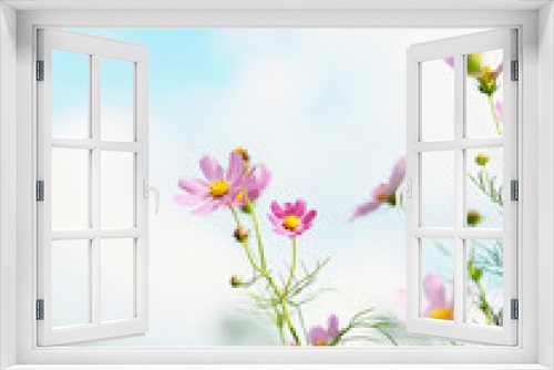 Fototapeta Naklejka Na Ścianę Okno 3D - Beautiful cosmos flower in the garden