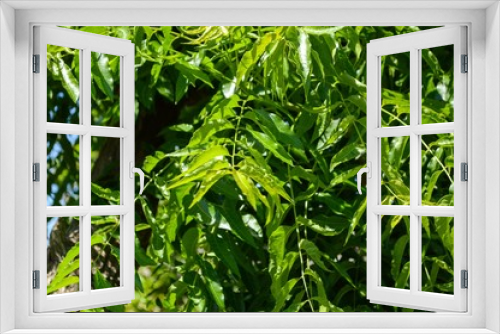 Fototapeta Naklejka Na Ścianę Okno 3D - fresh green Azadirachta indica leaf in nature garden