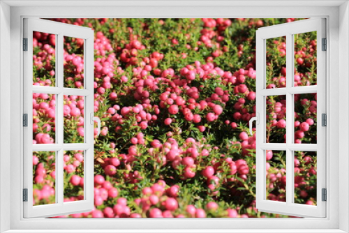 Fototapeta Naklejka Na Ścianę Okno 3D - Beautiful myrtle in sunny October