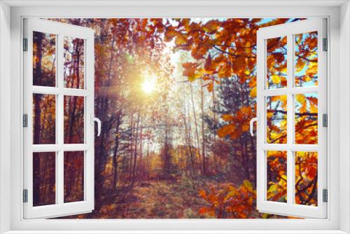 Fototapeta Naklejka Na Ścianę Okno 3D - autumn background forest with oak trees and sunny beams