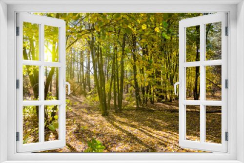 Fototapeta Naklejka Na Ścianę Okno 3D - Golden autumn in forest.