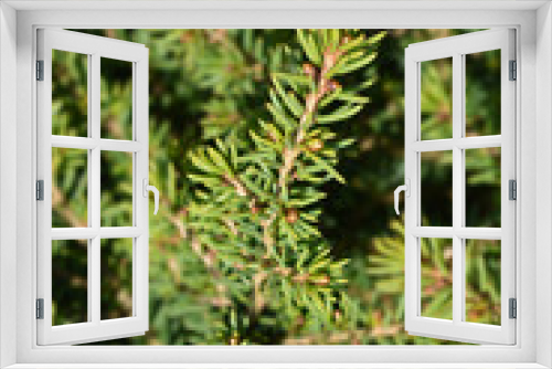 Fototapeta Naklejka Na Ścianę Okno 3D - Little Gem Norway spruce