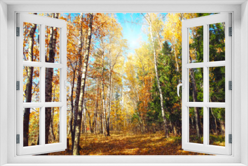 Fototapeta Naklejka Na Ścianę Okno 3D - autumn background forest with oak birch trees and sunny beams