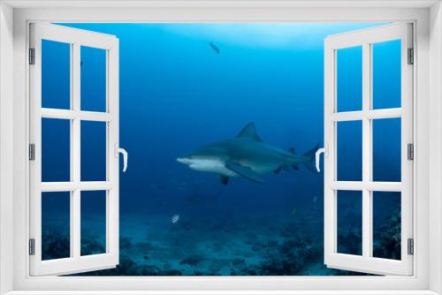 Fototapeta Naklejka Na Ścianę Okno 3D - Bull Shark, Carcharhinus leucas in deep blue ocean