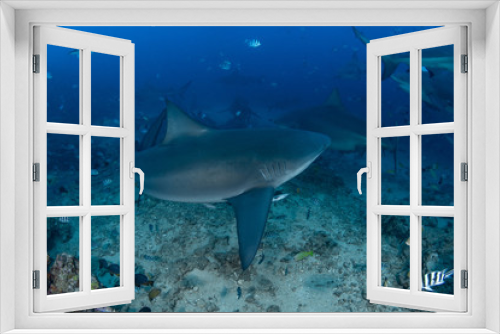 Fototapeta Naklejka Na Ścianę Okno 3D - Bull Shark, Carcharhinus leucas in deep blue ocean