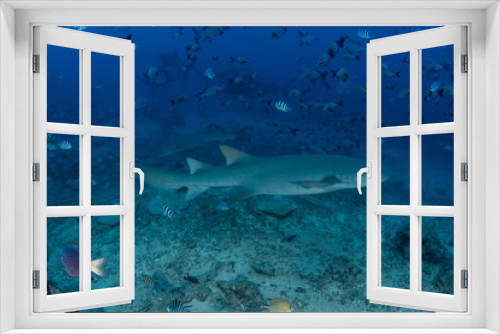 Fototapeta Naklejka Na Ścianę Okno 3D - Tawny Nurse Shark, Ginglymostoma cirratum
