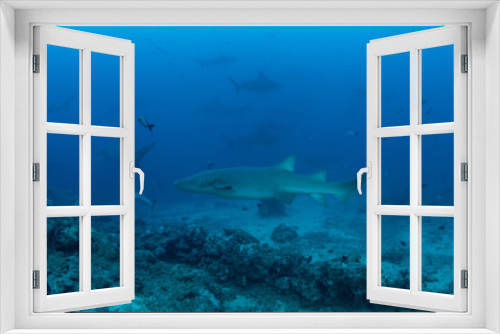 Fototapeta Naklejka Na Ścianę Okno 3D - School of Bull and Nurse shark in deep blue ocean 