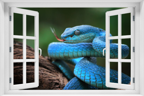 Fototapeta Naklejka Na Ścianę Okno 3D - Blue viper snake closeup face, viper snake, blue insularis, Trimeresurus Insularis, animal closeup