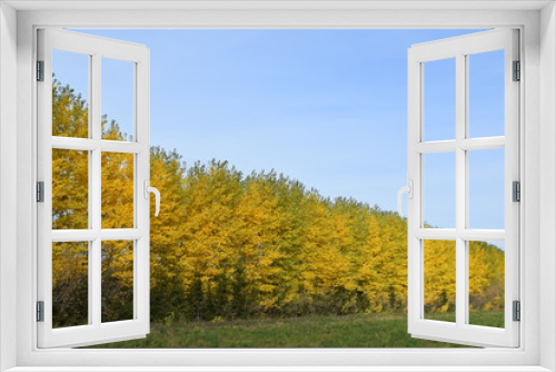 Fototapeta Naklejka Na Ścianę Okno 3D - Autumn. Trees