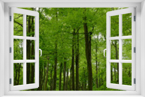 Fototapeta Naklejka Na Ścianę Okno 3D - Rotbuchenwald mit Naturverjüngung