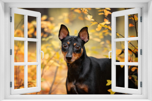 Fototapeta Naklejka Na Ścianę Okno 3D - german pinscher dog portrait outdoors in autumn