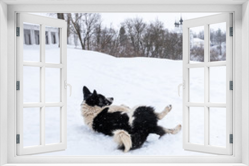 Fototapeta Naklejka Na Ścianę Okno 3D - Black and white dog lies around in the snow