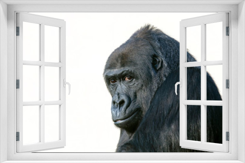 Fototapeta Naklejka Na Ścianę Okno 3D - gorilla portrait in nature view