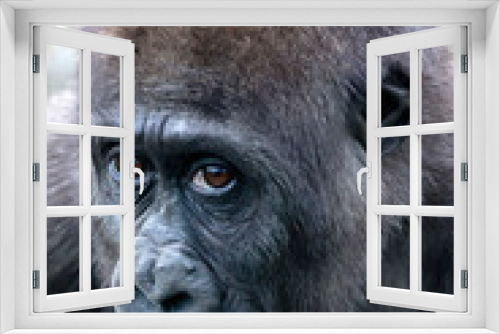 Fototapeta Naklejka Na Ścianę Okno 3D - A young female gorilla close up