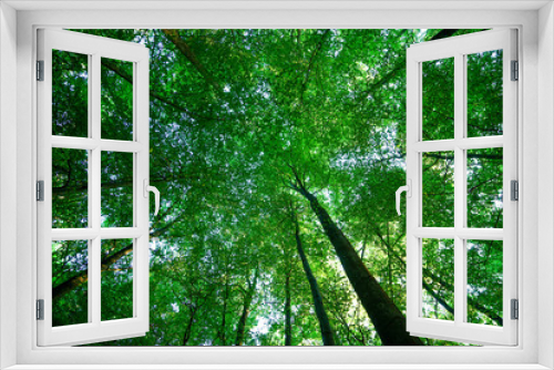 Fototapeta Naklejka Na Ścianę Okno 3D - Baumkronen im Wald
