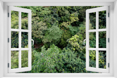 Fototapeta Naklejka Na Ścianę Okno 3D - Mixed deciduous forest from a bird's eye view