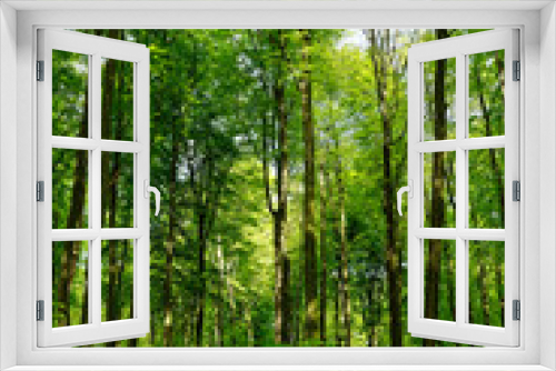 Fototapeta Naklejka Na Ścianę Okno 3D - Rotbuchenwald mit Naturverjüngung
