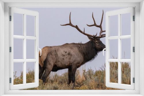 Fototapeta Naklejka Na Ścianę Okno 3D - Elk on hill