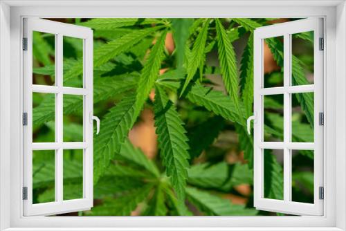 Fototapeta Naklejka Na Ścianę Okno 3D - Detail of a marijuana plant