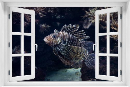 Fototapeta Naklejka Na Ścianę Okno 3D - Feuerfisch giftig und wunderschön