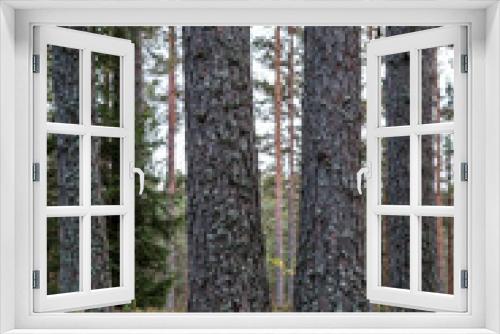 Fototapeta Naklejka Na Ścianę Okno 3D - tree trunk wall in forest
