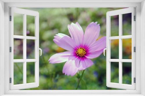 Fototapeta Naklejka Na Ścianę Okno 3D - Pink Cosmos