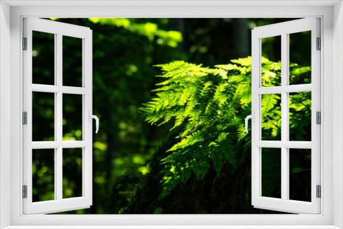 Fototapeta Naklejka Na Ścianę Okno 3D - grünes frisches Farn im Wald, angeleuchtet von der Sonne
