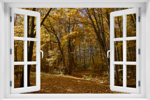 Fototapeta Naklejka Na Ścianę Okno 3D - Landscape of autumn, mixed forest in the southeast of the Moscow region