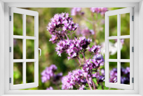 Fototapeta Naklejka Na Ścianę Okno 3D - Wild oregano flowers in a summer meadow