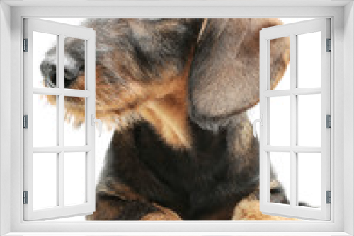 Fototapeta Naklejka Na Ścianę Okno 3D - Studio shot of an adorable wired haired Dachshund lying and looking curiously