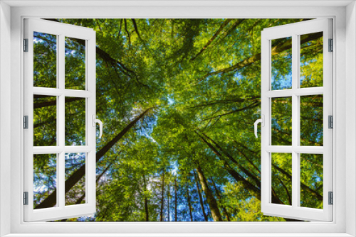Fototapeta Naklejka Na Ścianę Okno 3D - Blätterdach auf Säulen