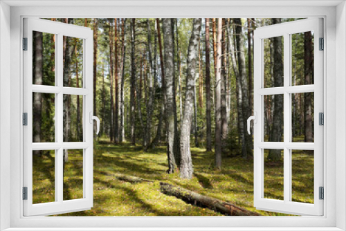 Fototapeta Naklejka Na Ścianę Okno 3D - Tranquil beautifull forest of old birches and pines, ground is covered with soft green moss. Bright sunny day in early autumn. Location - Russia, Tver region
