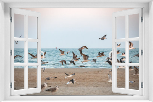 Fototapeta Naklejka Na Ścianę Okno 3D - Gulls at Ocean City