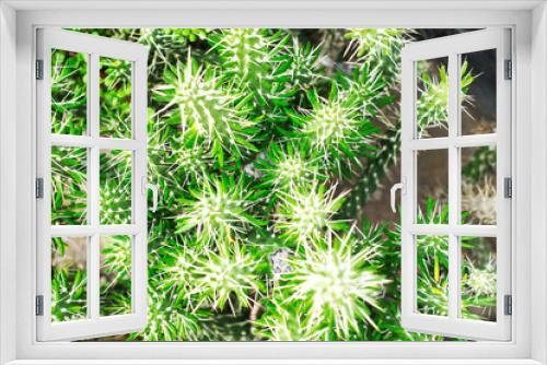 Fototapeta Naklejka Na Ścianę Okno 3D - Cactus succulent species (Austrocylindropuntia subulata).